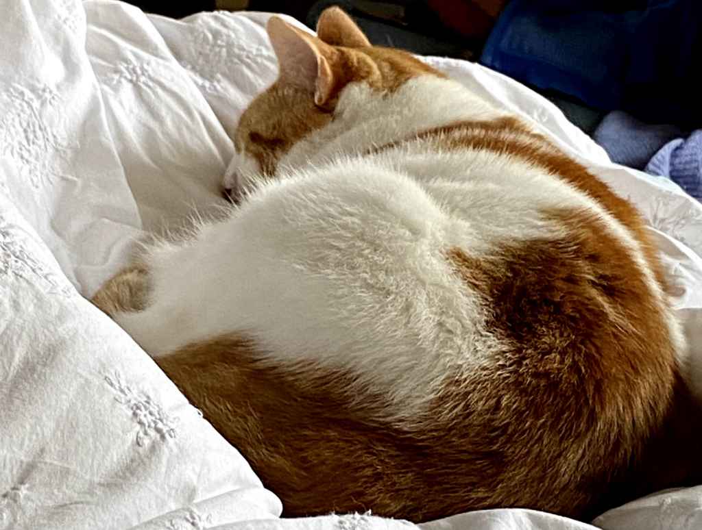 Ginger cat with white markings relaxing on a lap, looking sleepy