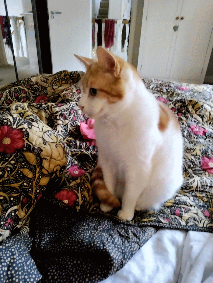 Tabby cat sleeping on a patterned blanket