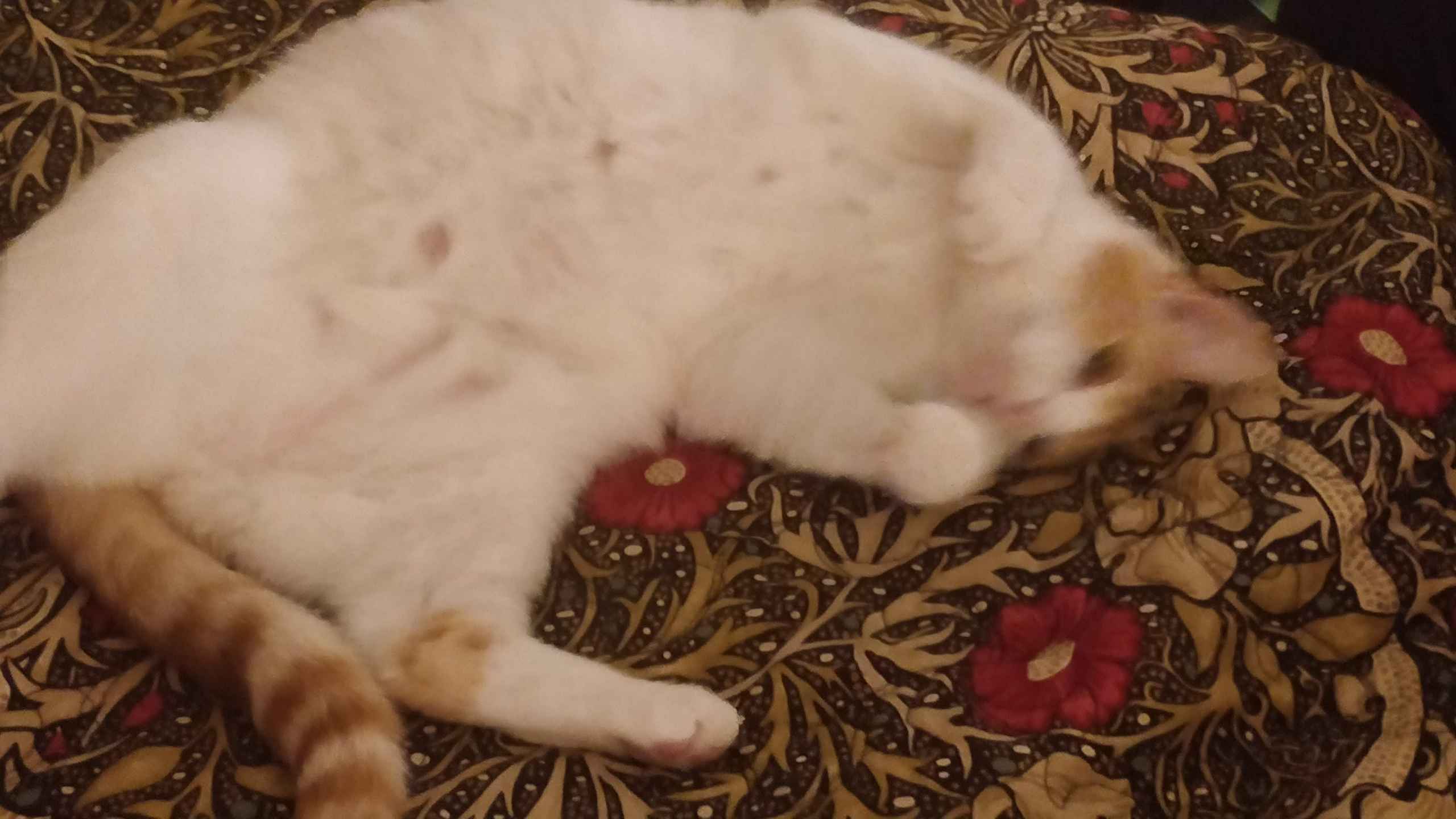 Tabby cat sleeping on a patterned blanket