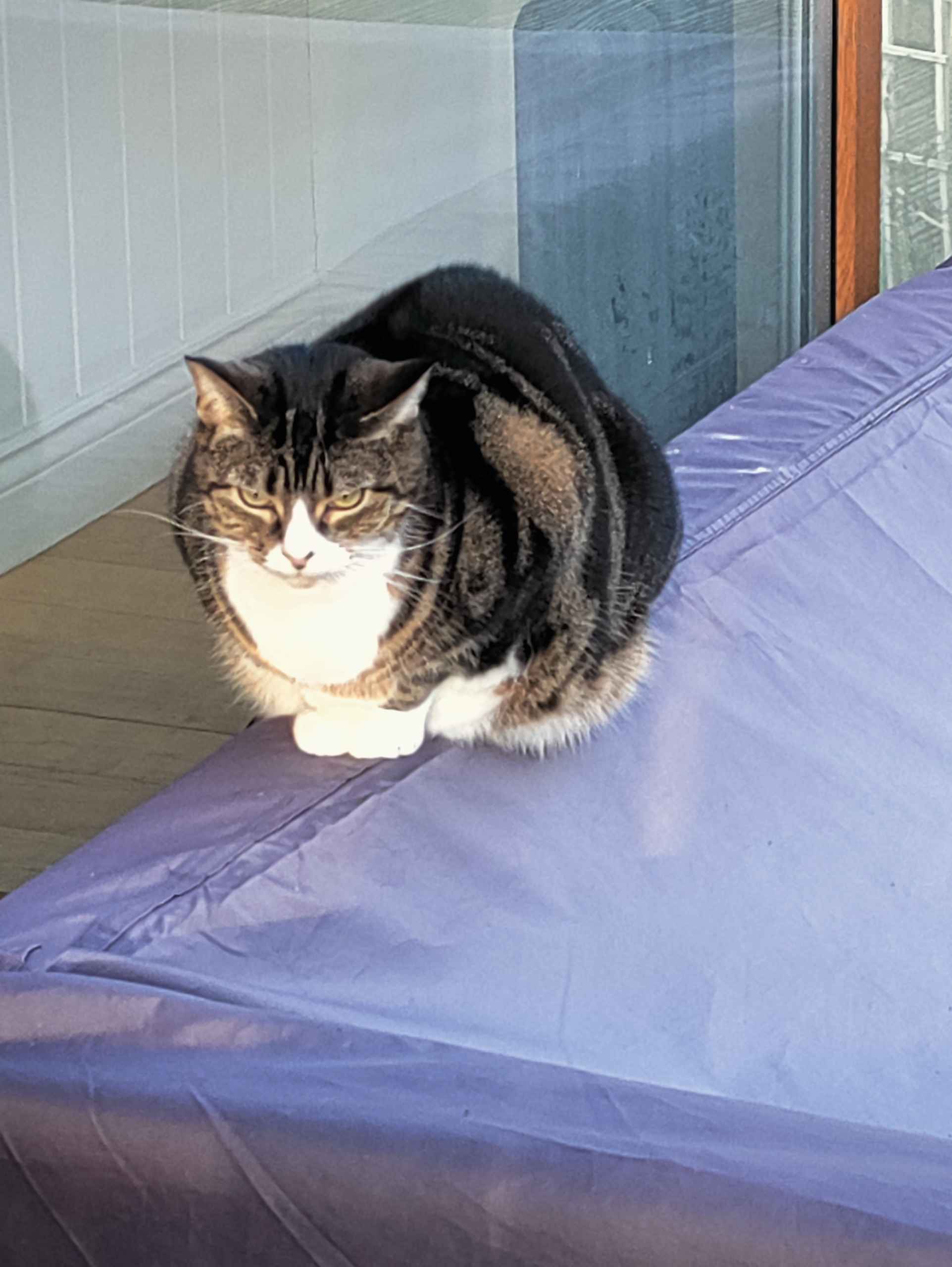 Tabby cat sleeping on a patterned blanket