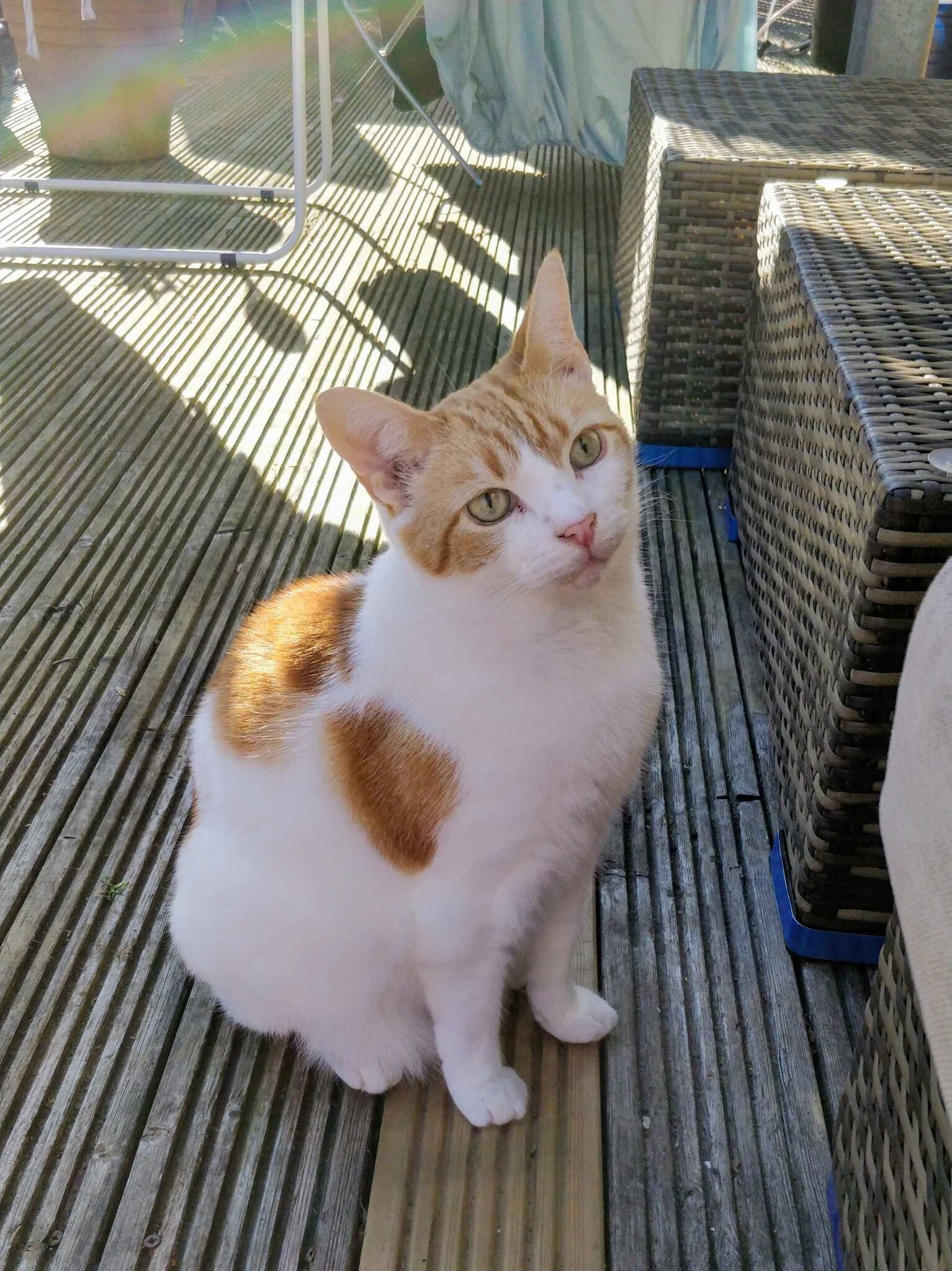 Ginger and white cat sitting on a textured couch beside a blue blanket