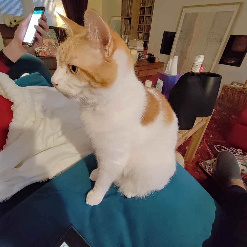 Ginger and white cat sitting on a textured couch beside a blue blanket