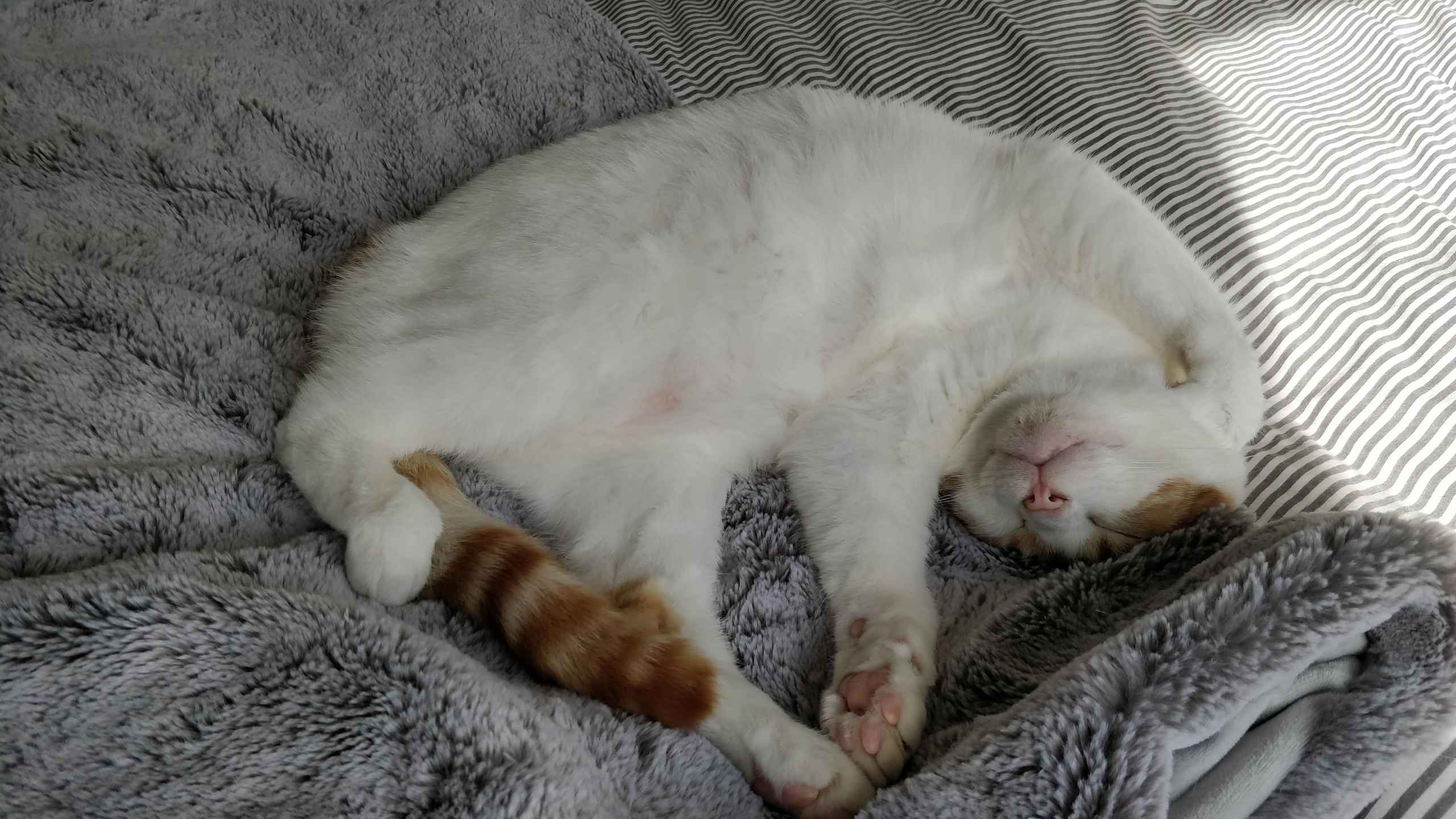 Ginger and white cat sitting on a textured couch beside a blue blanket