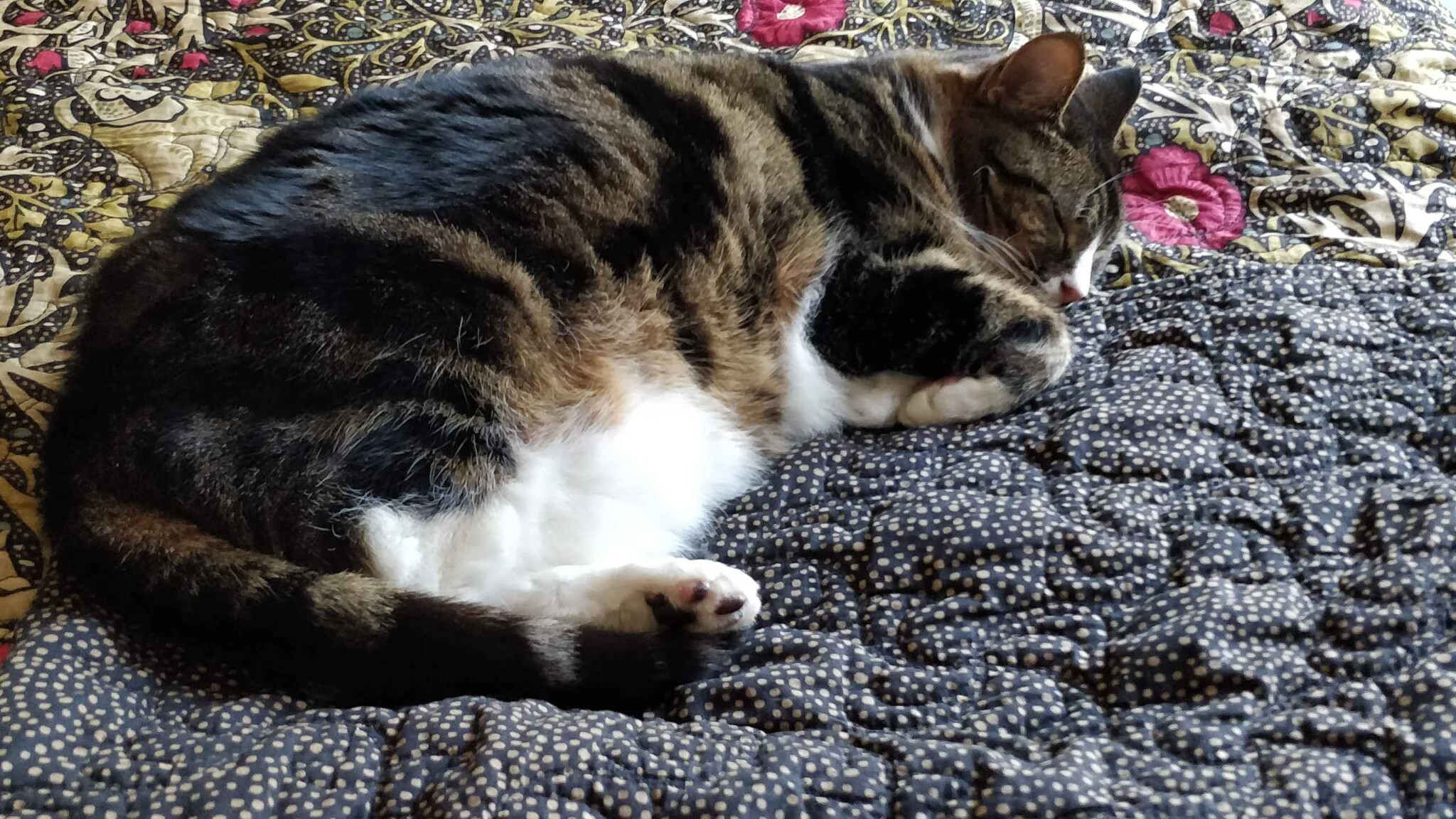 Ginger and white cat sitting on a textured couch beside a blue blanket