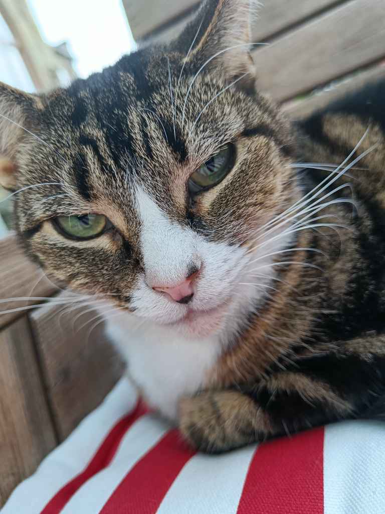 Ginger and white cat stretched across a sunbed on decking