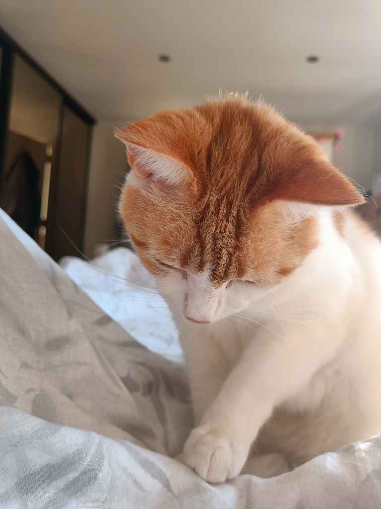 Ginger and white cat stretched across a sunbed on decking