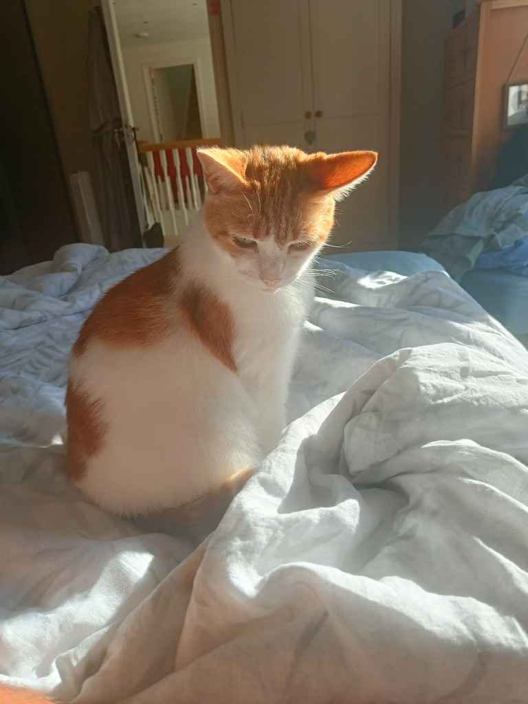 Ginger and white cat stretched across a sunbed on decking