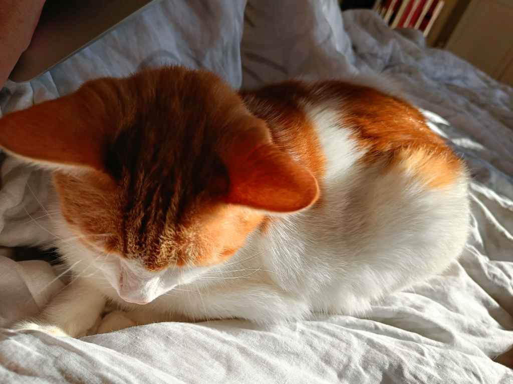 Ginger and white cat stretched across a sunbed on decking