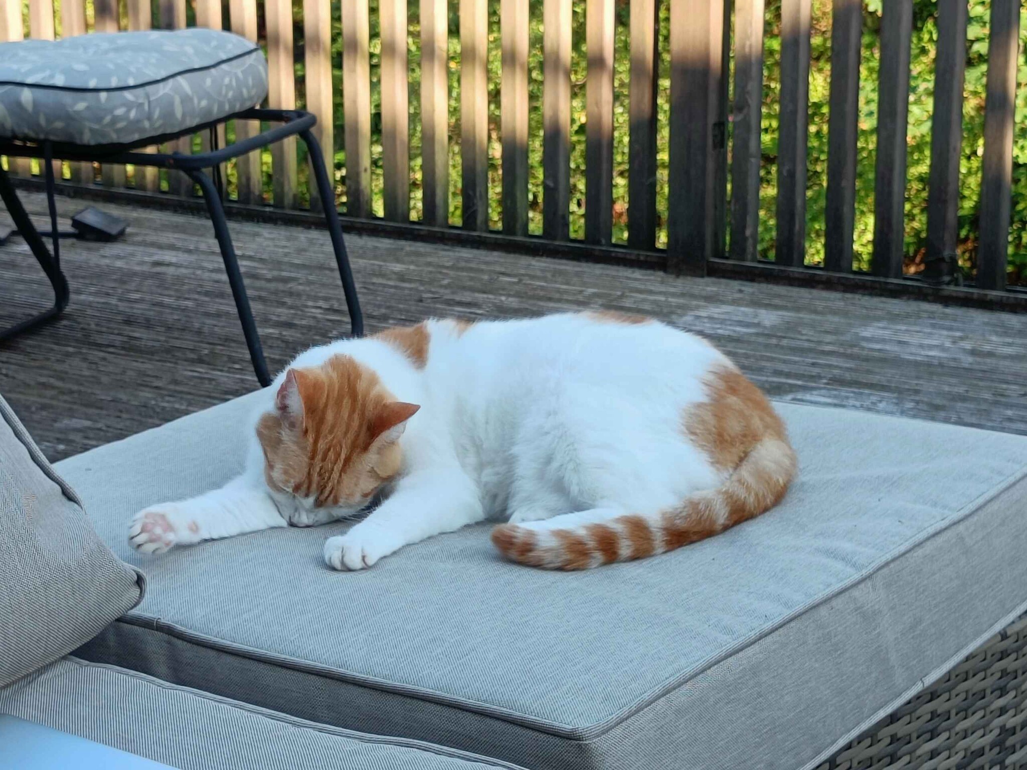 Ginger and white cat stretched across a sunbed on decking
