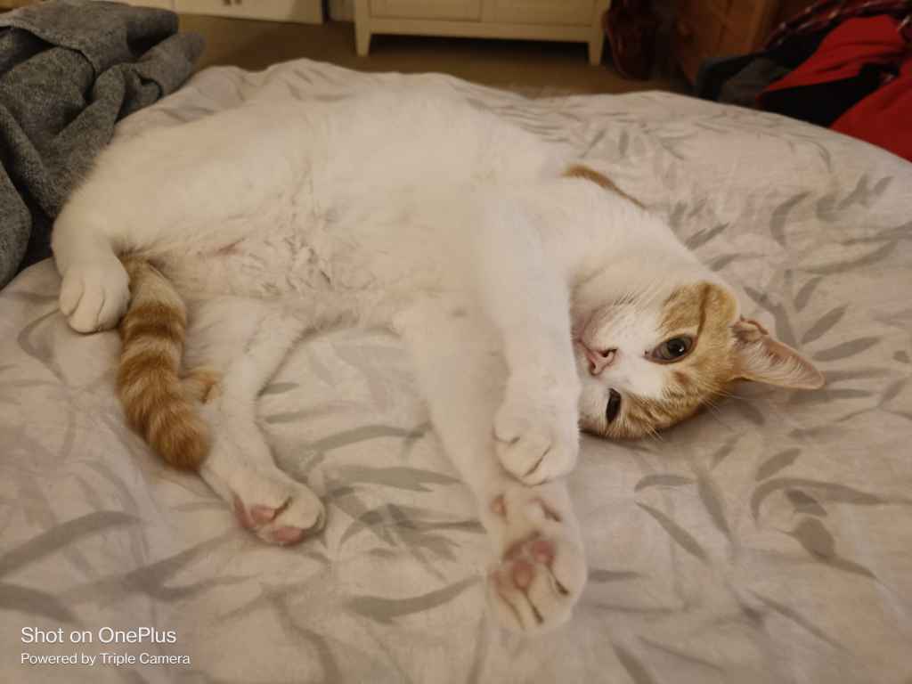 Tabby cat resting on a person's lap