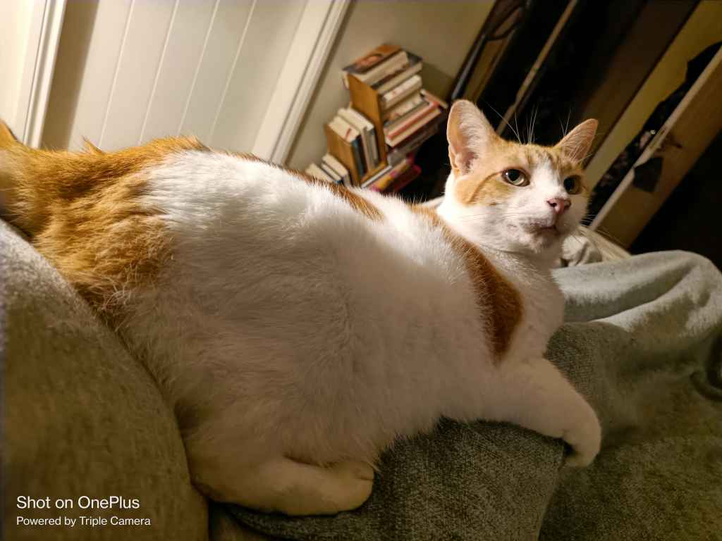 Tabby cat resting on a person's lap