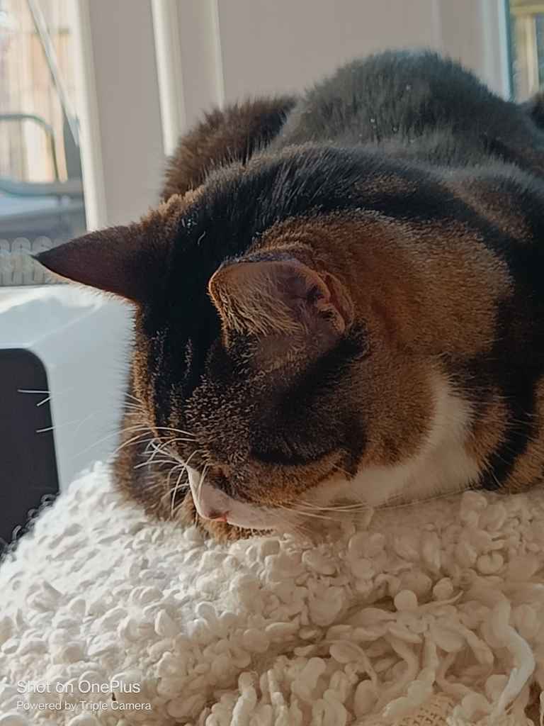 Tabby cat sleeping on a fluffy white blanket near a window