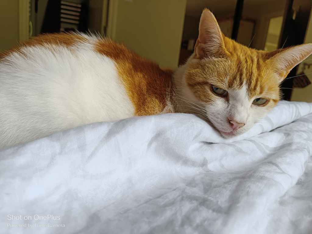 Two cats curled up sleeping on a white bed