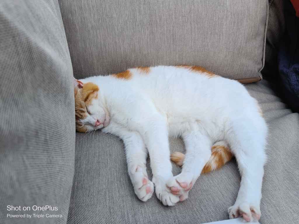 Two cats curled up sleeping on a white bed