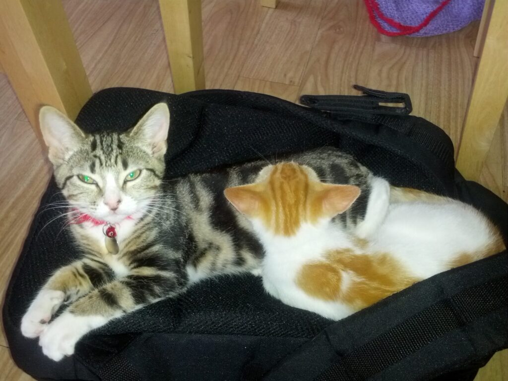 Two kittens resting together on a black bag