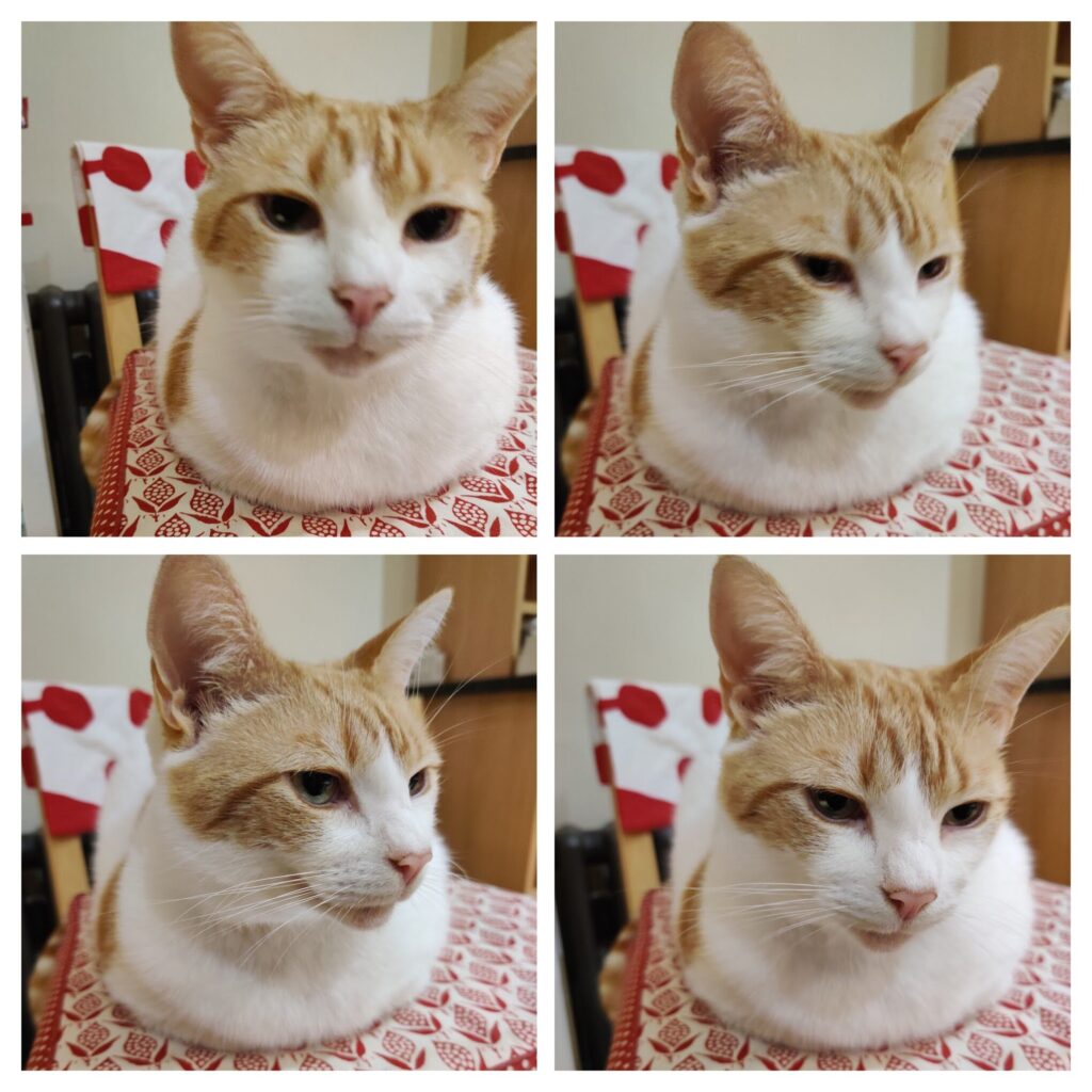 Collage of ginger and white cat photos