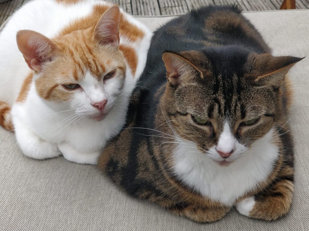 Two cats, one ginger and white, the other tabby, resting together